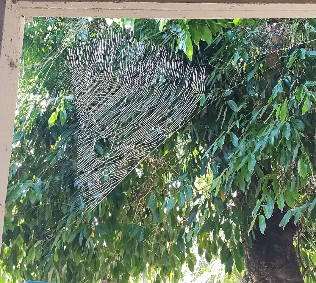 Foto de uma teia de aranha no canto de uma estrutura de alvenaria.