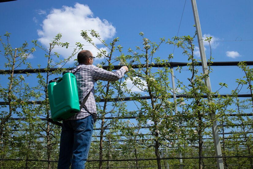 Agricultor usa pesticida em plantação