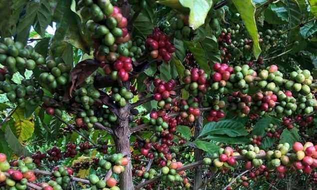 Foto de um pé de café com os grãos vermelhos