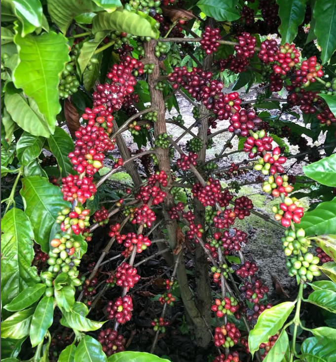 Foto de um pé de café conilon