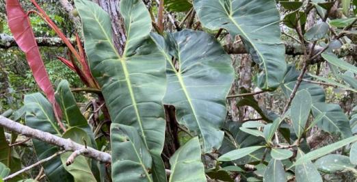 Foto da Philodendron quartziticola