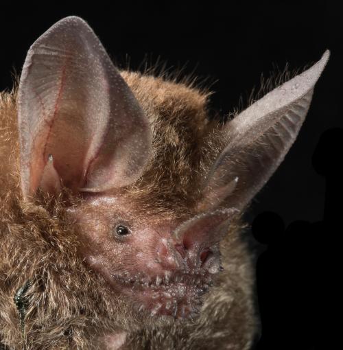 Foto da cabeça do morcego