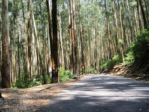 Foto de uma plantação de Eucalyptus Grandis