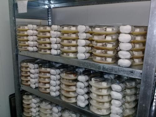 Foto dos frascos com madeira durante os ensaios com fungos