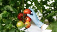 Imagem de duas mãos com luvas de laboratório analisando um pé de tomates