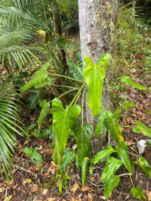 Planta Philodendron luanae