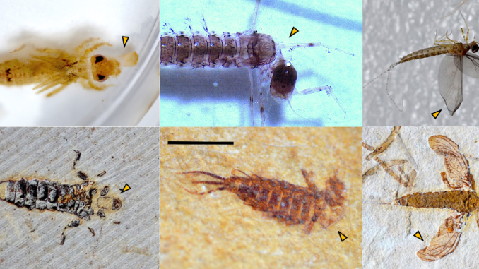 Imagens de fósseis de insetos coletados na pesquisa
