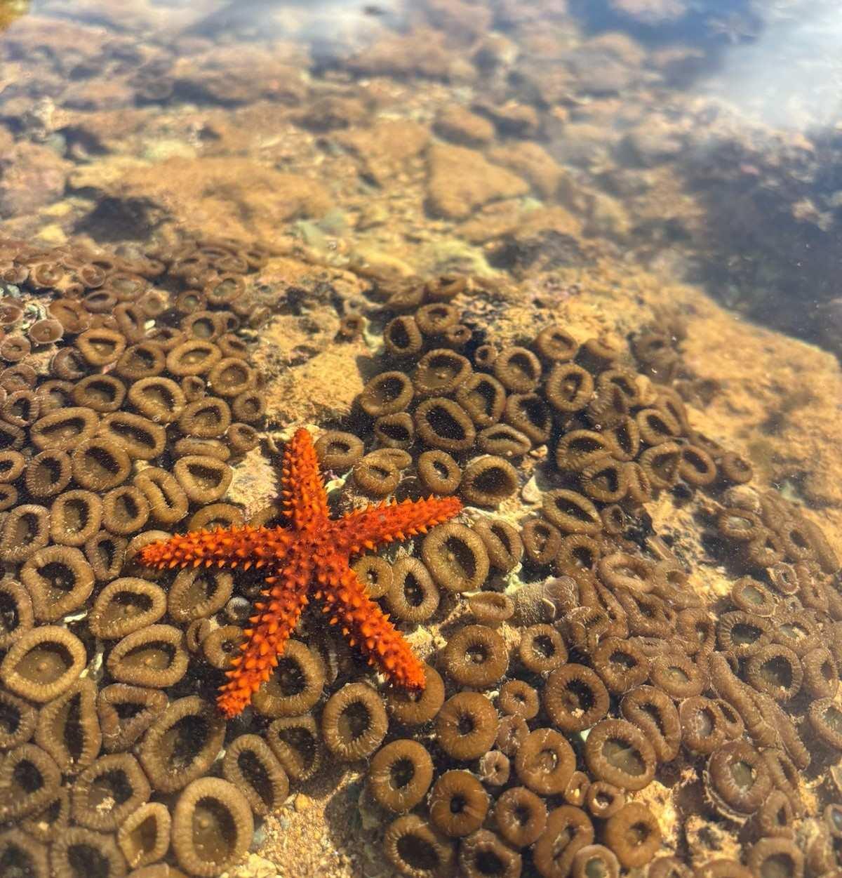 Foto de uma estrela do mar na superfície de um recife