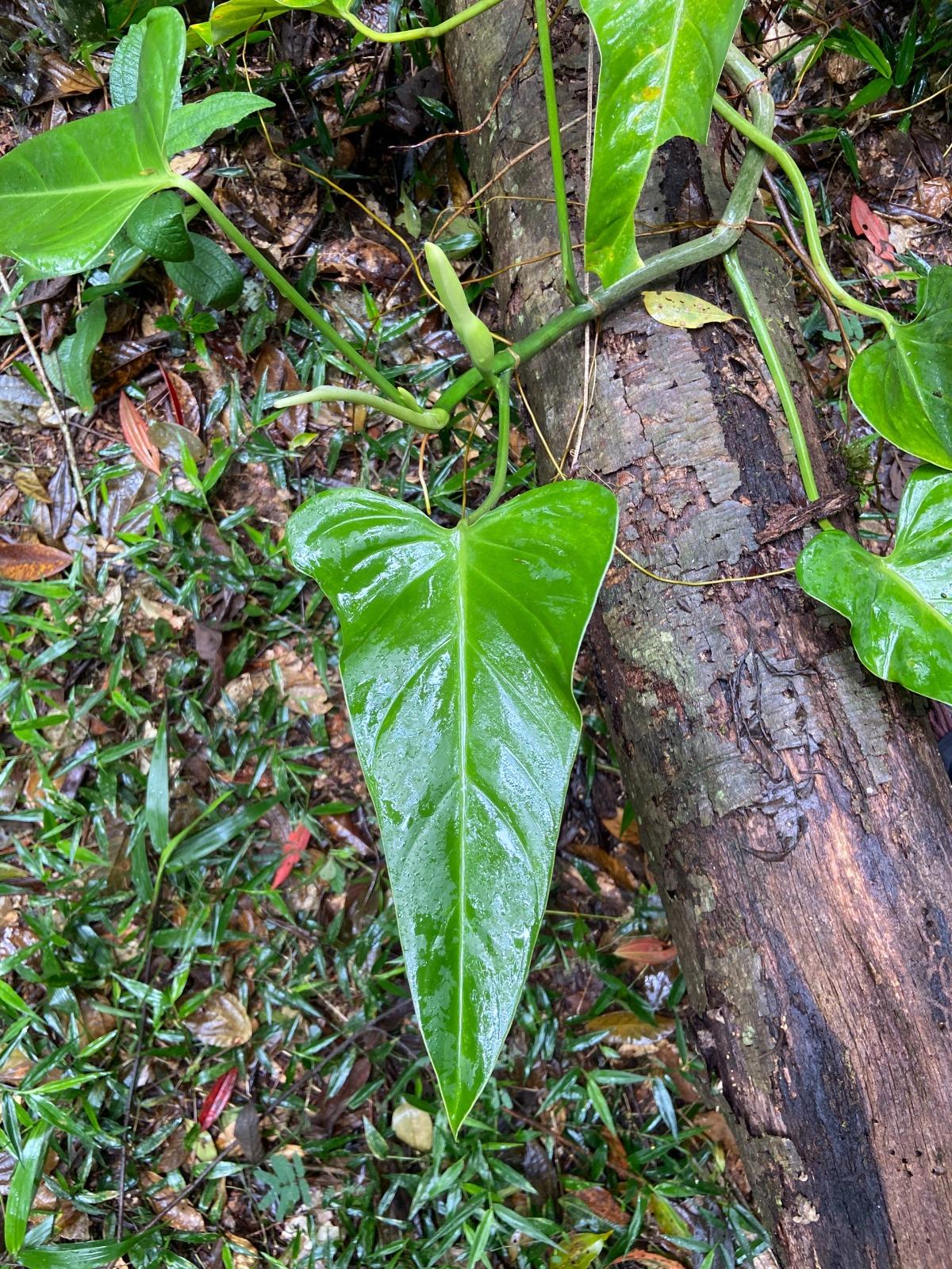 Planta Philodendron luanae